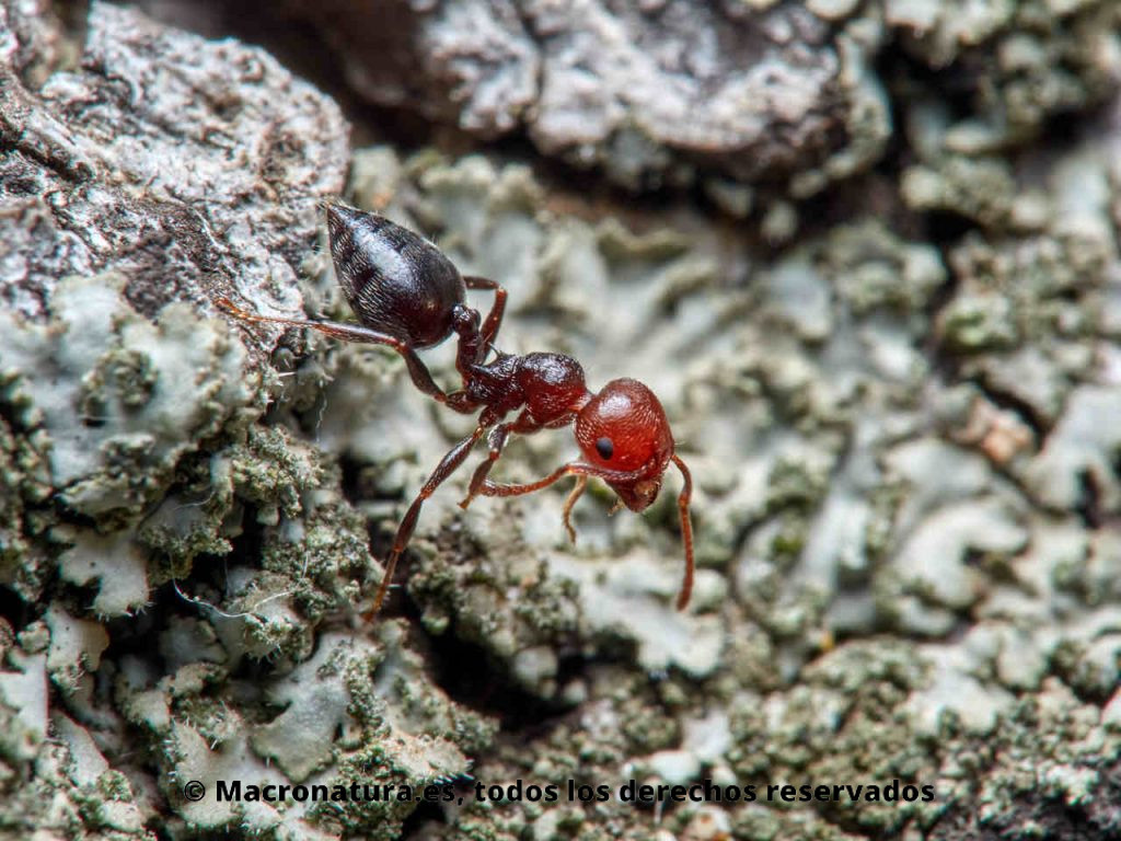 Hormiga del alcornoque Crematogaster scutellaris. Vista lateral. Cabeza roja y cuerpo negro.