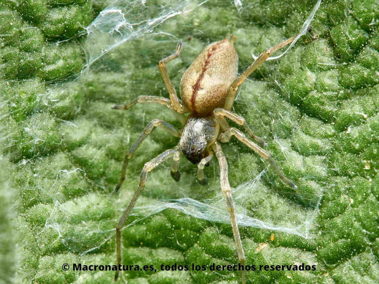 Arañas del género Cheiracanthium sobre una hoja en su estructura de seda