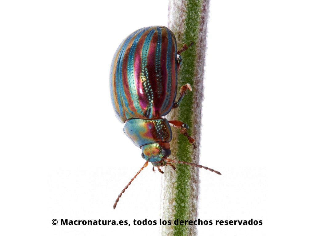 Escarabajo del romero Chrysolina americana bajando el tallo de una flor de lavanda
