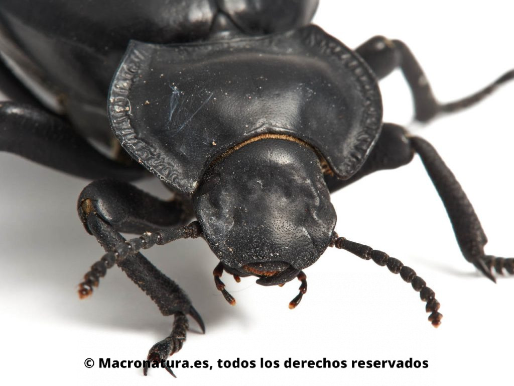 Escarabajo negro Morica planata. Primer plano. Detalles de cabeza, ojos, antenas y protorax.