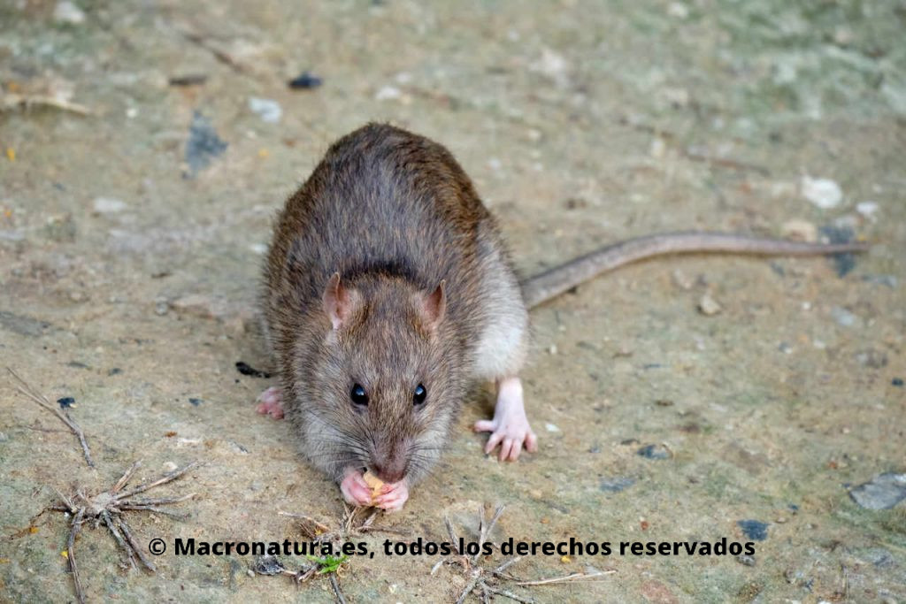 Rata parda Rattus norvegicus comiendo pan