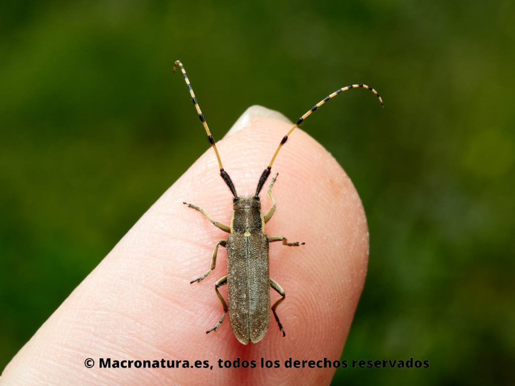 Escarabajo longicornio Agapanthia annularis sobre un dedo.