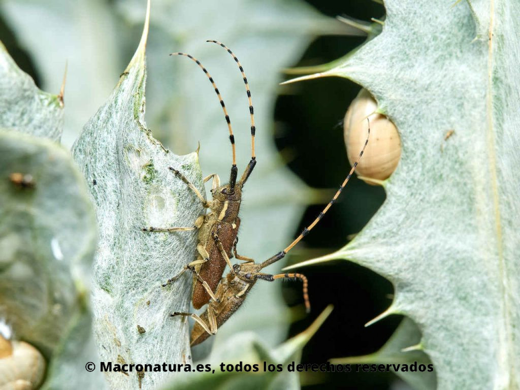 Escarabajo longicornio Agapanthia annularis copulando sobre una planta. Vista lateral. Antenas del macho más largas.