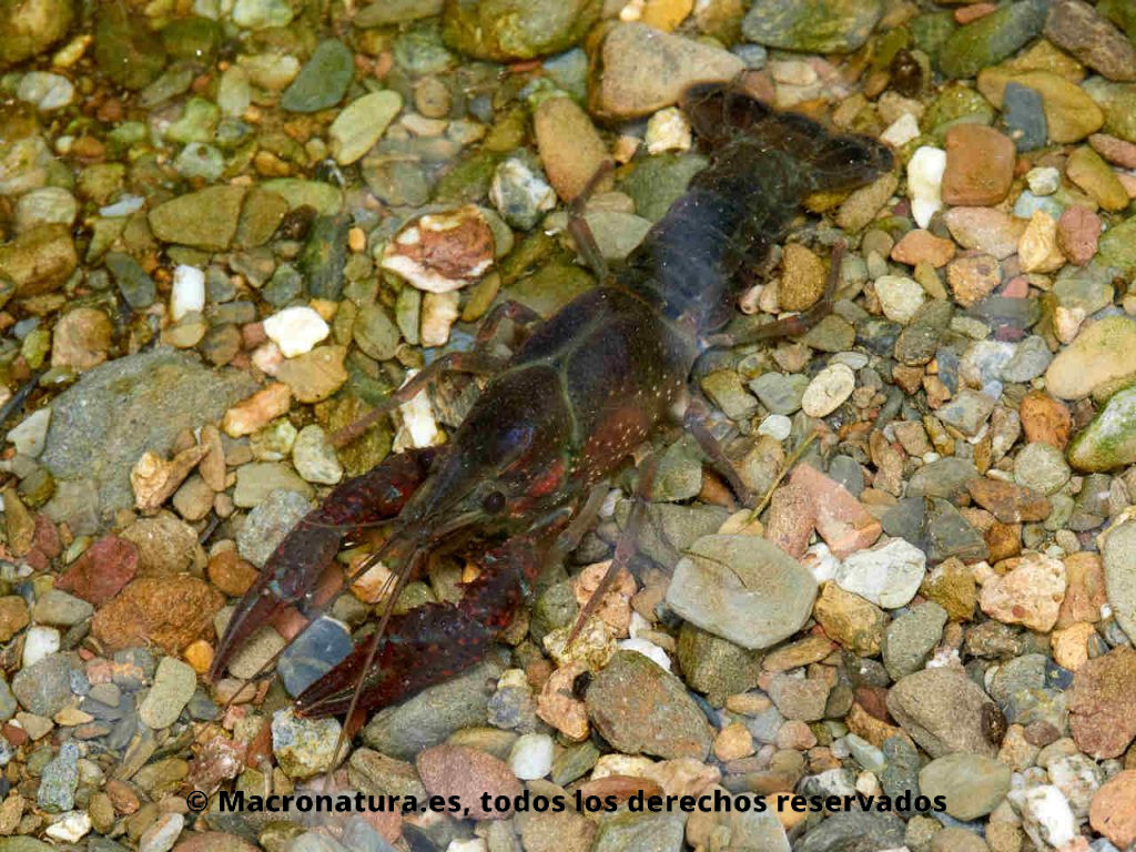 Cangrejo rojo americano Procambarus clarkii sumergido en el agua.