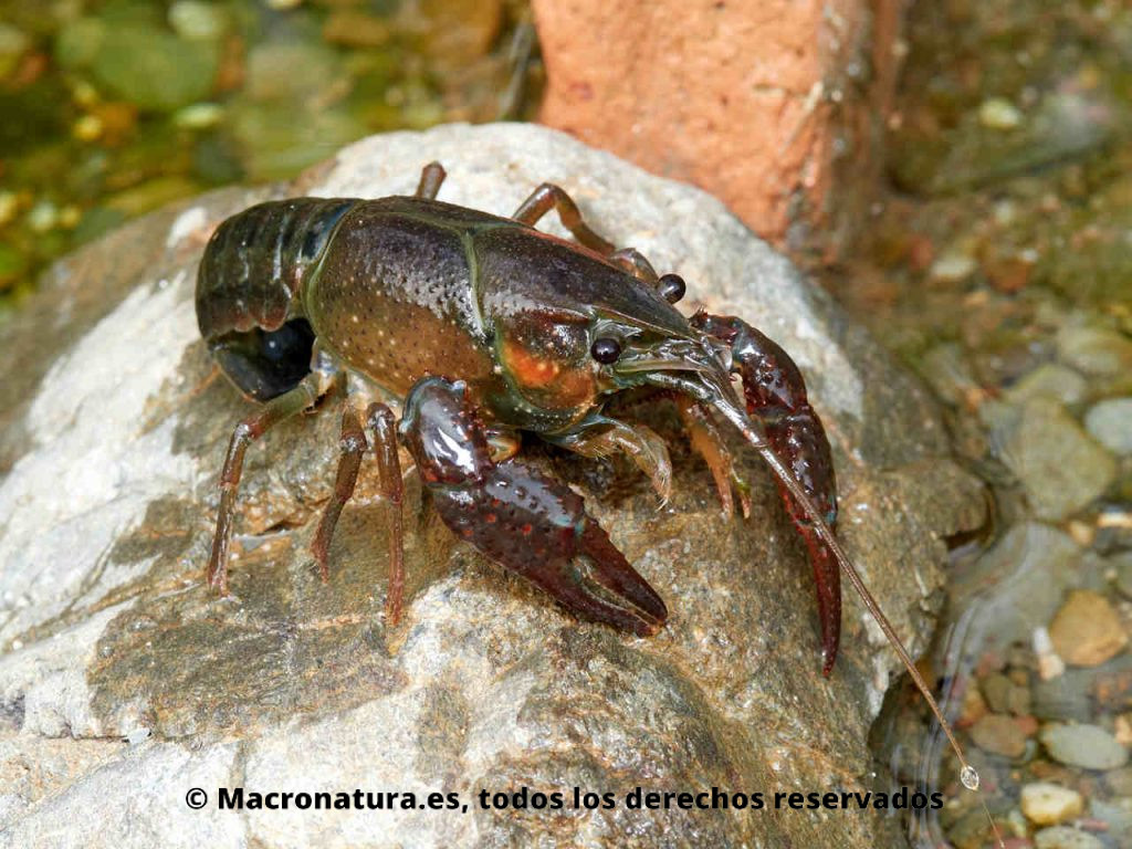 Cangrejo rojo americano Procambarus clarkii sobre una piedra en un arroyo