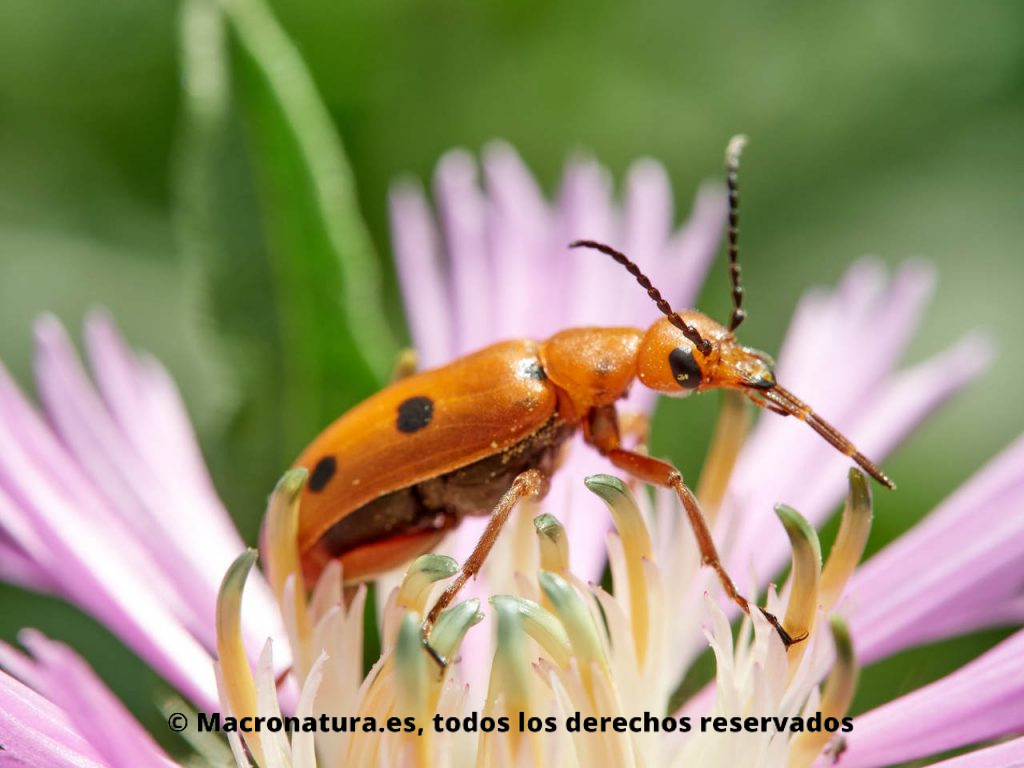 Escarabajo naranja con puntos Leptopalpus rostratus - MACRONATURA