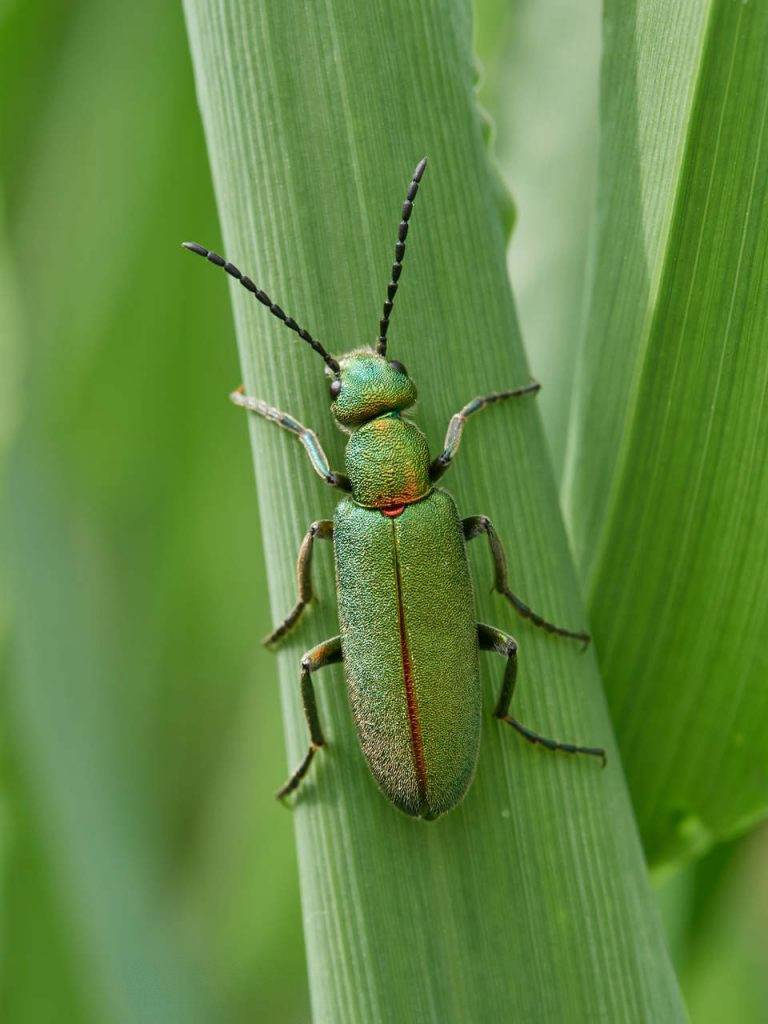Escarabajo verde metálico Lagorina sericea sobre una hoja de avena