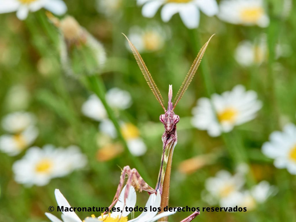 Mantis Palo Empusa pennata macho en un campo de margaritas