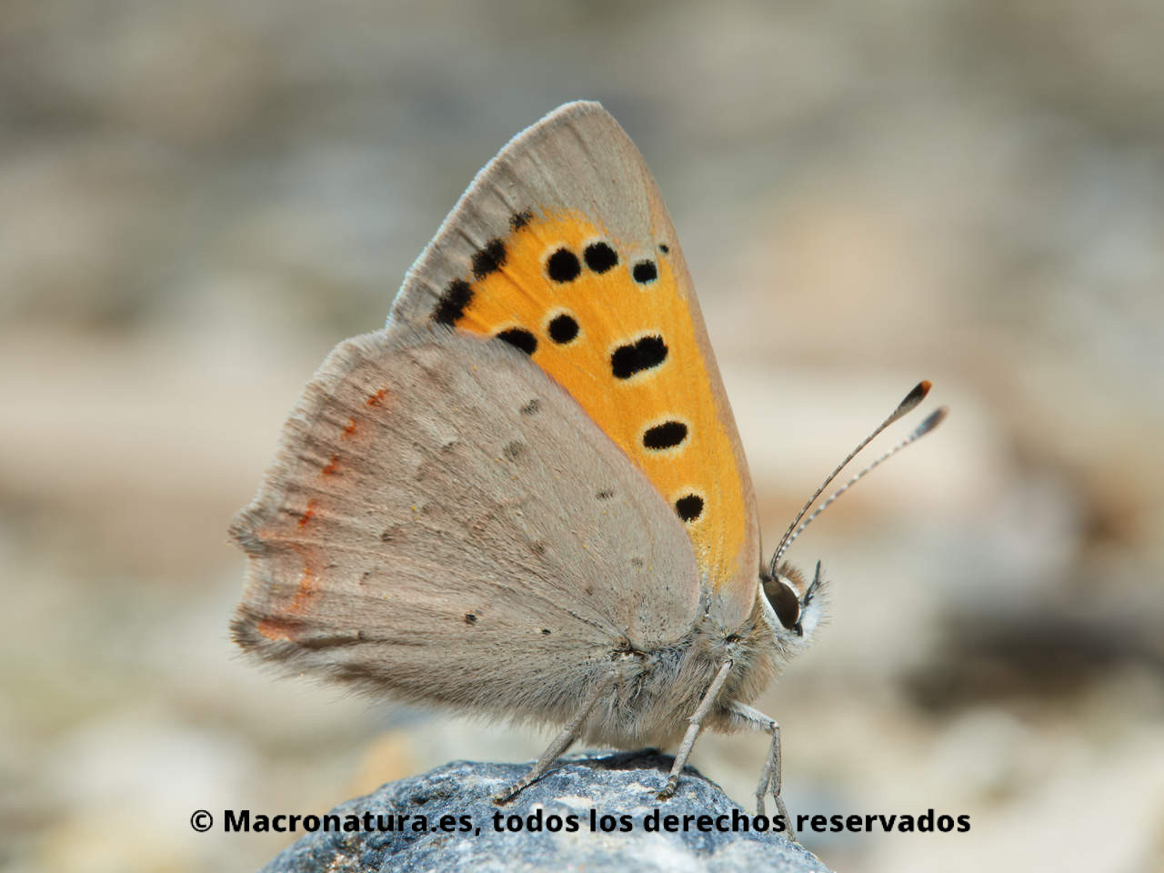 Mariposa Manto bicolor Lycaena phlaeas. Vista lateral.