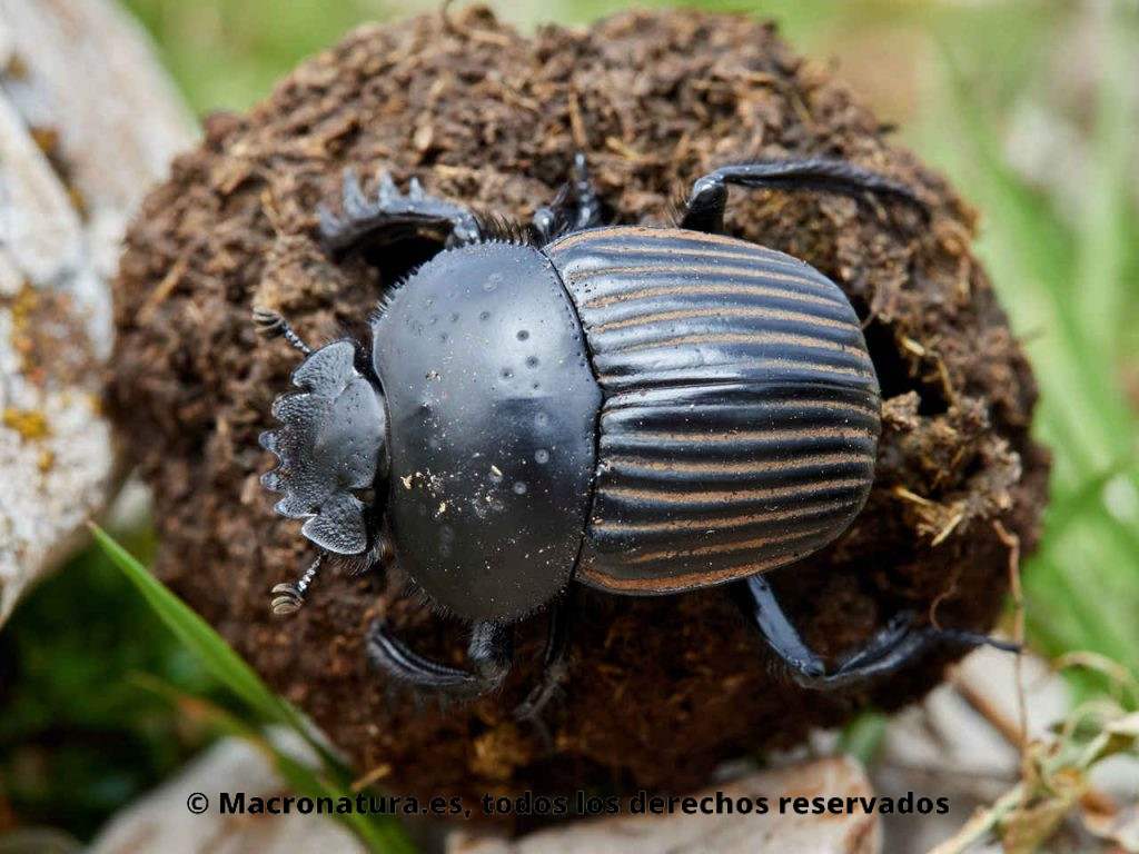 Escarabajo pelotero Scarabaeus laticollis sobre una pelota de excremento