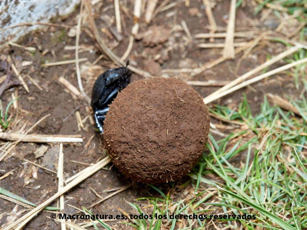 Escarabajo pelotero Scarabaeus laticollis sobre una pelota de excremento perfectamente rodada.