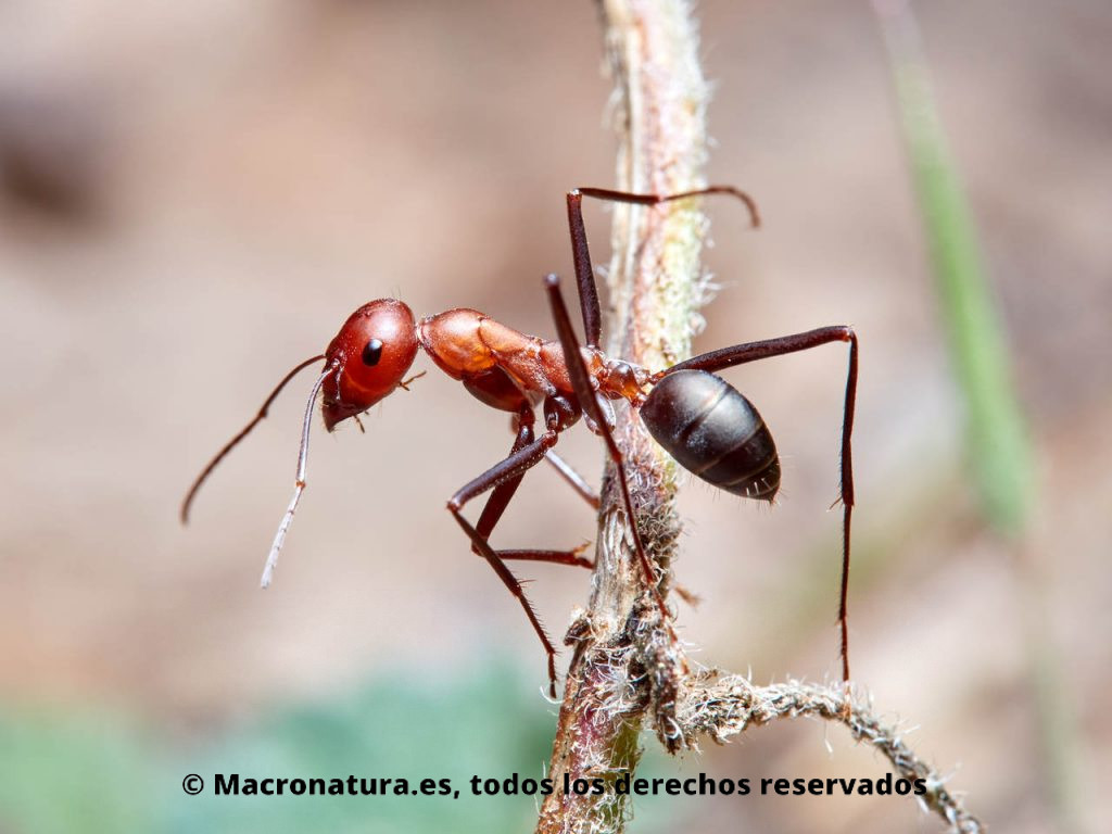 Hormigas del desierto género Cataglyphis sobre el tallo de una planta.