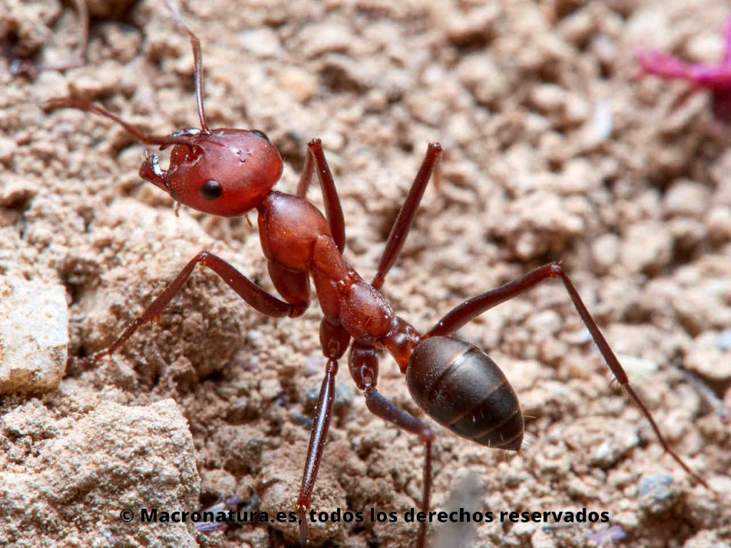 Hormigas del desierto género Cataglyphis. Patas largas.
