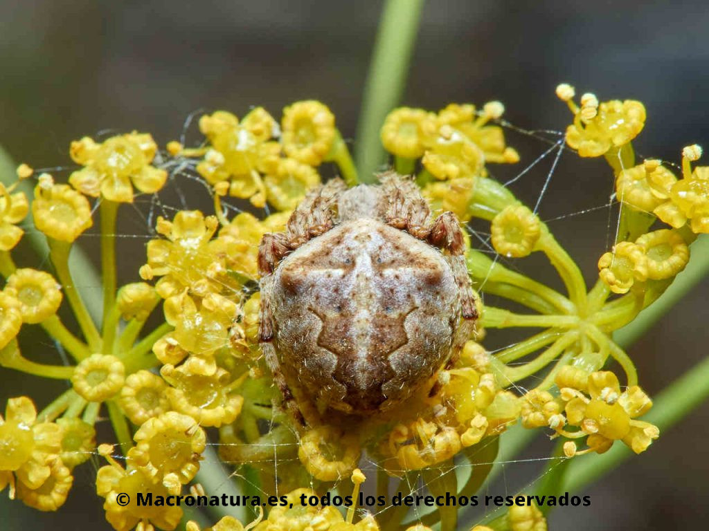 Araña Angulosa Araneus angulatus sobre una planta. Vista cenital.