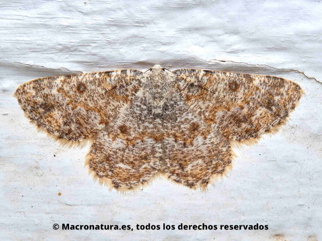 Mariposa nocturna Charissa mucidaria con las alas extendidas en una pared blanca