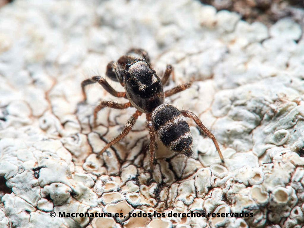 Araña cebra género Salticus. Detalle abdomen.