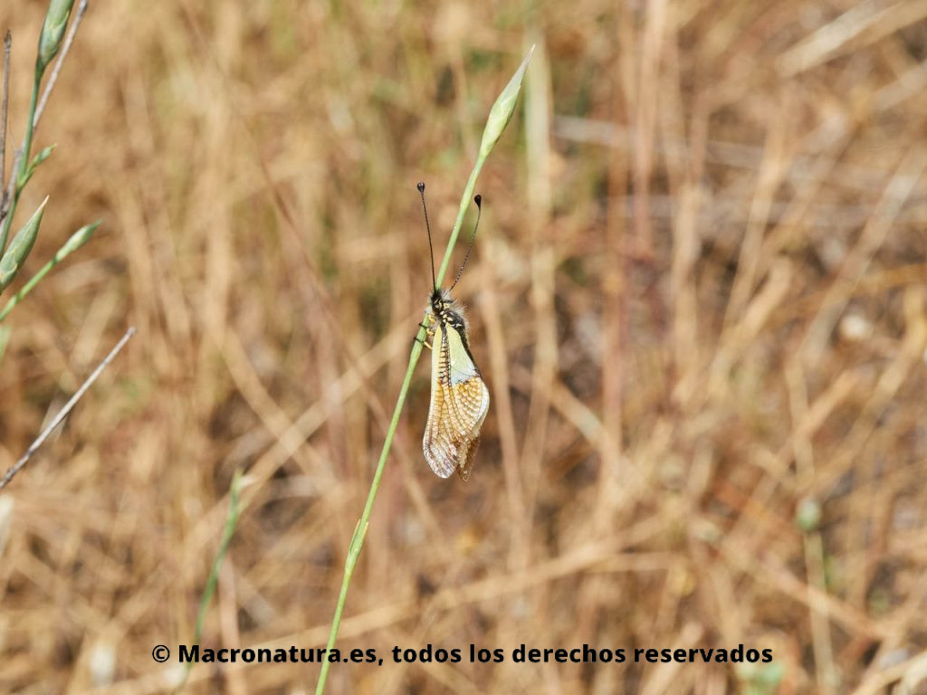 Insecto neuróptero Libelloides baeticus sobre un tallo, entre la hierba.