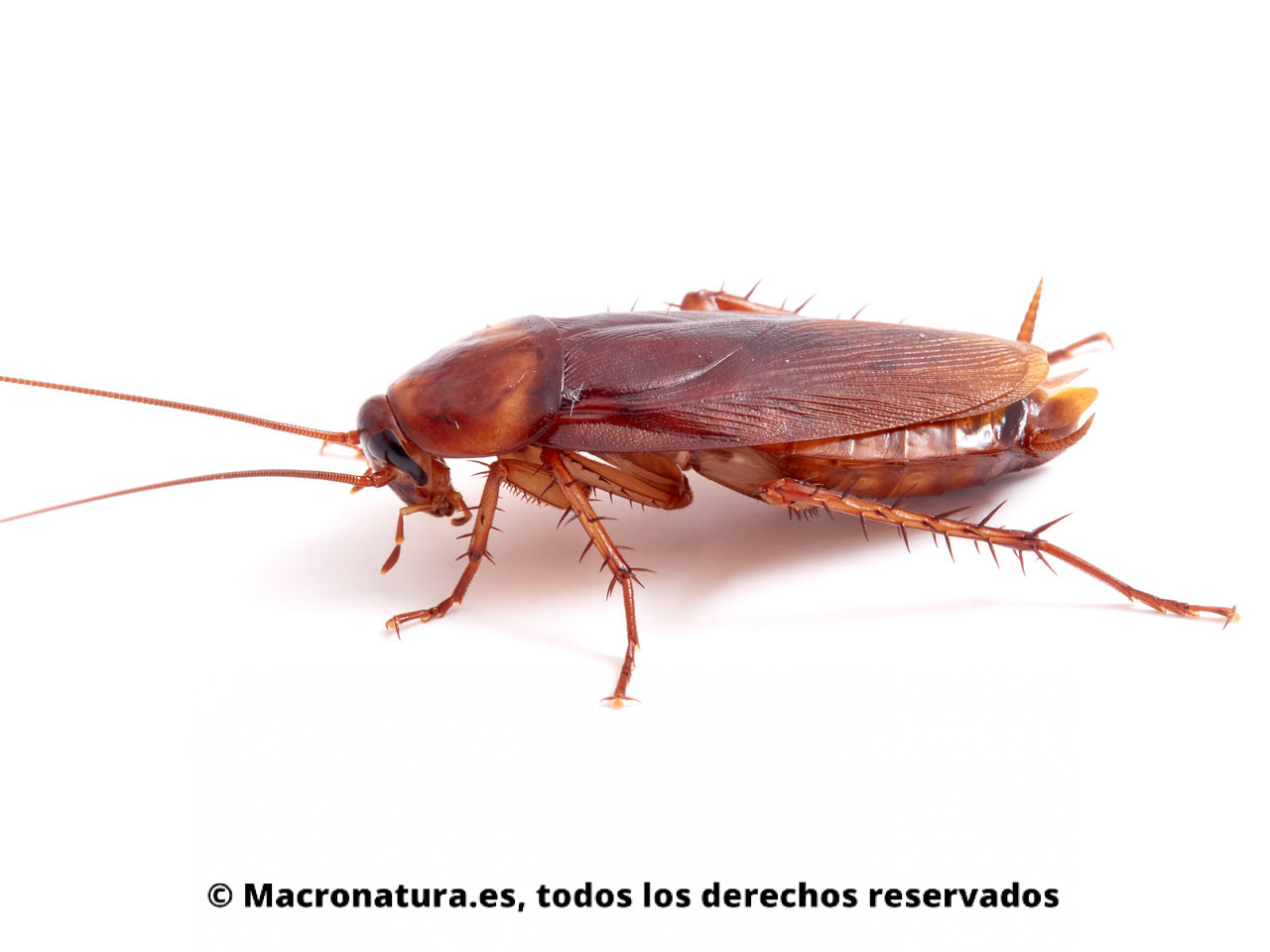 Cucaracha americana Periplaneta americana. Primer plano vista lateral.