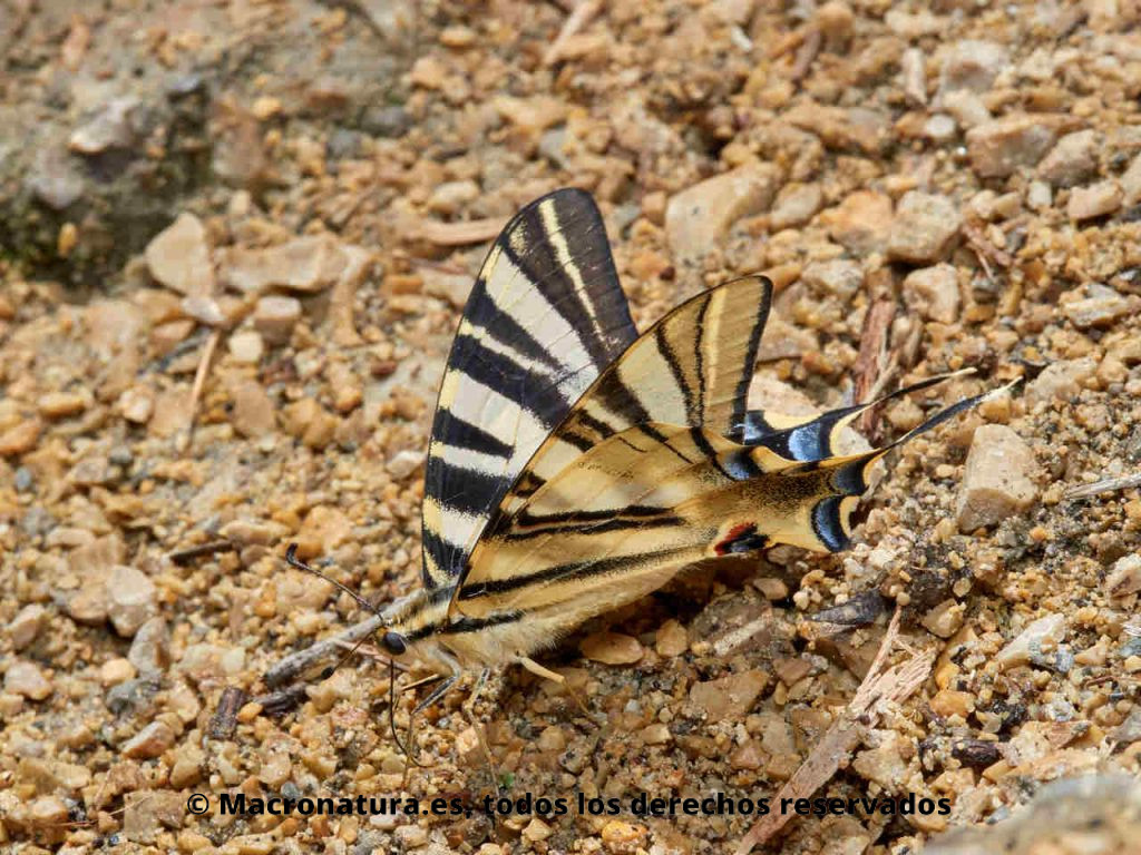 Mariposa Chupaleche Iphiclides feisthamelii tomando sales minerales en la orilla de un río.