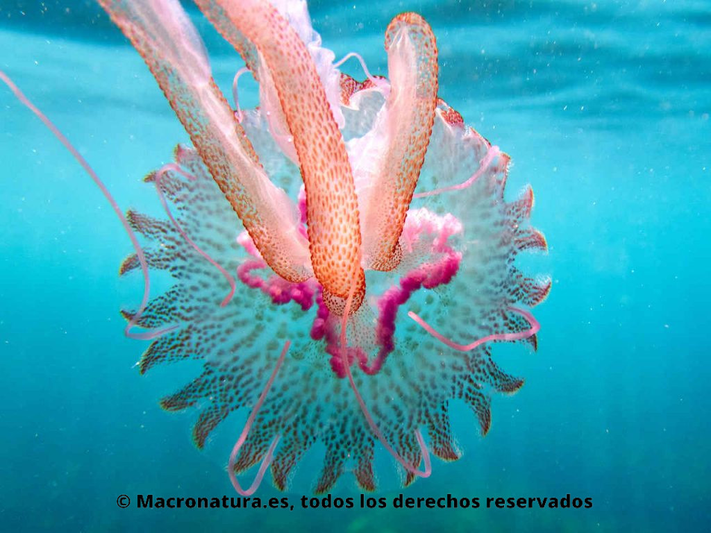 Medusa clavel Pelagia noctiluca en el mar. Detalle interior de umbrela.
