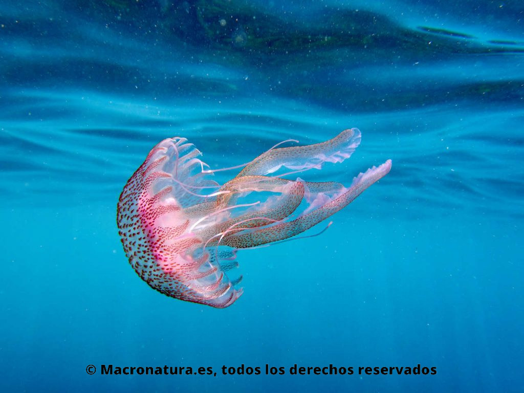 Medusa clavel Pelagia noctiluca en el mar. Vista lateral.