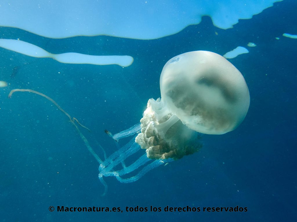 Medusa gigante Rhizostoma luteum en el mar. Vista cuerpo entero.