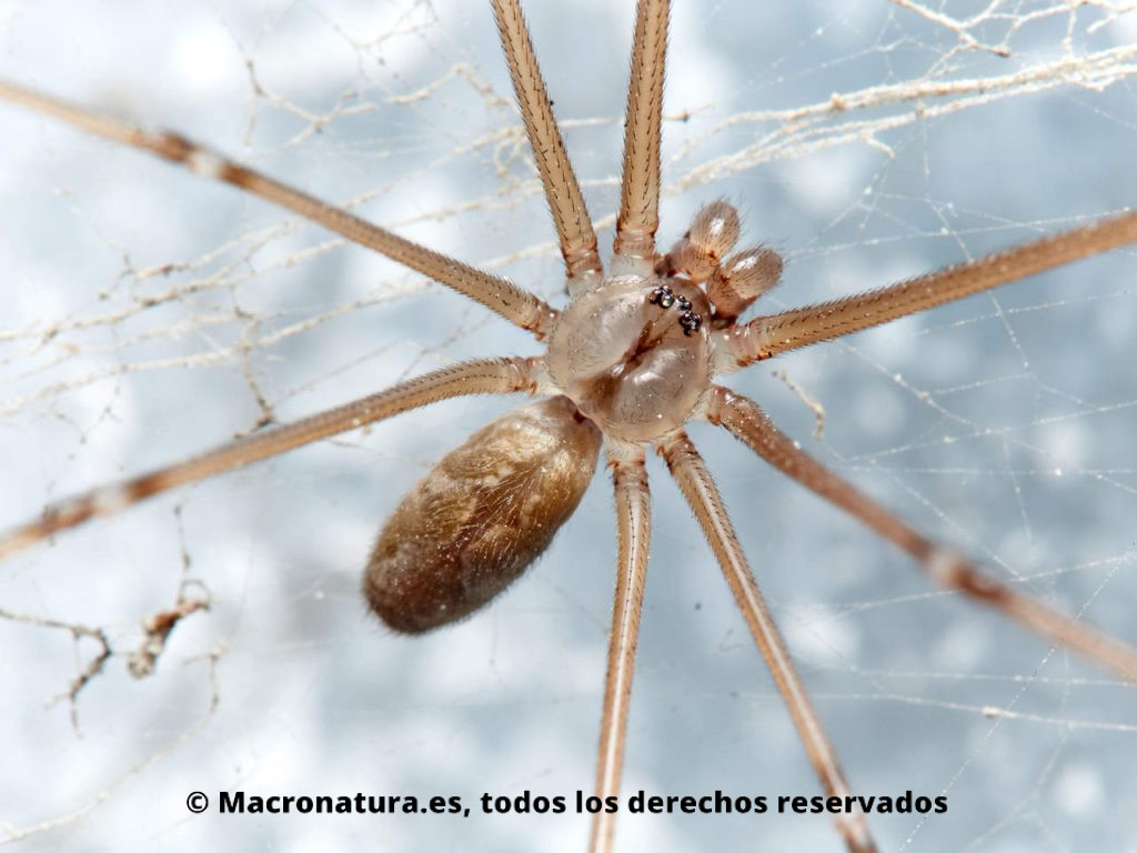 Araña de bodega Holocnemus pluchei. Detalle de abdomen y cefalotórax.