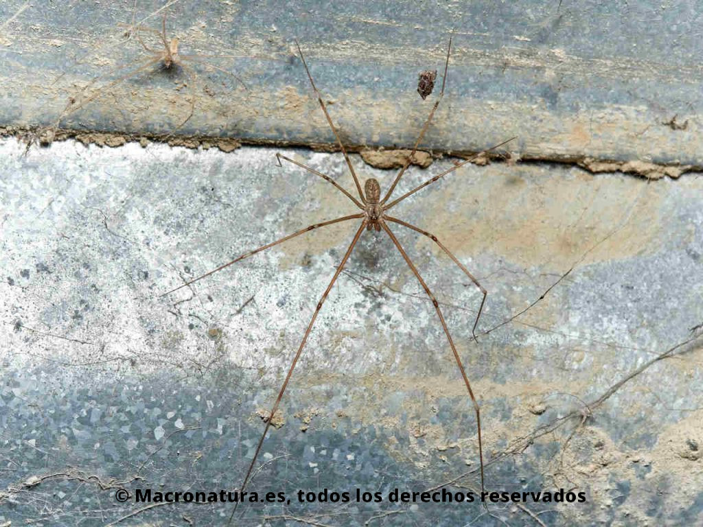 Araña de bodega Holocnemus pluchei. Cuerpo entero