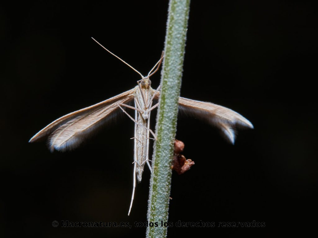 Polillas Pluma Familia Pterophoridae. Vista ventral.