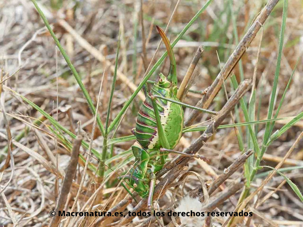 Grillos de matorral Tribus Ephippigerini entre la vegetación. Hembra de perfil.