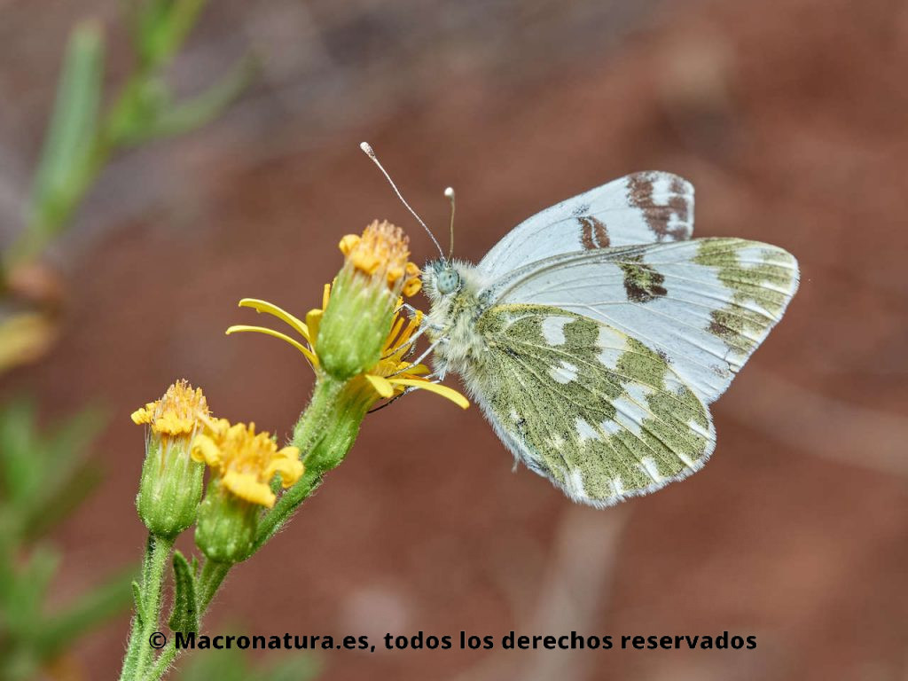 Mariposa Blanquiverdosa Pontia daplidice sobre una flor