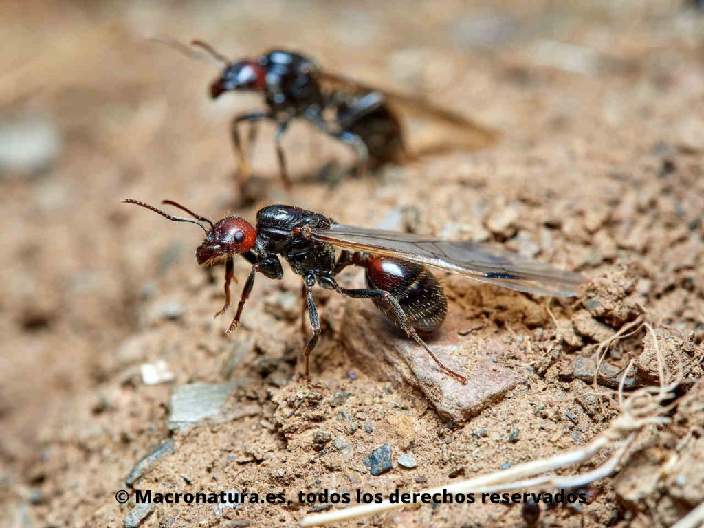 Las hormigas con alas salen del hormiguero.