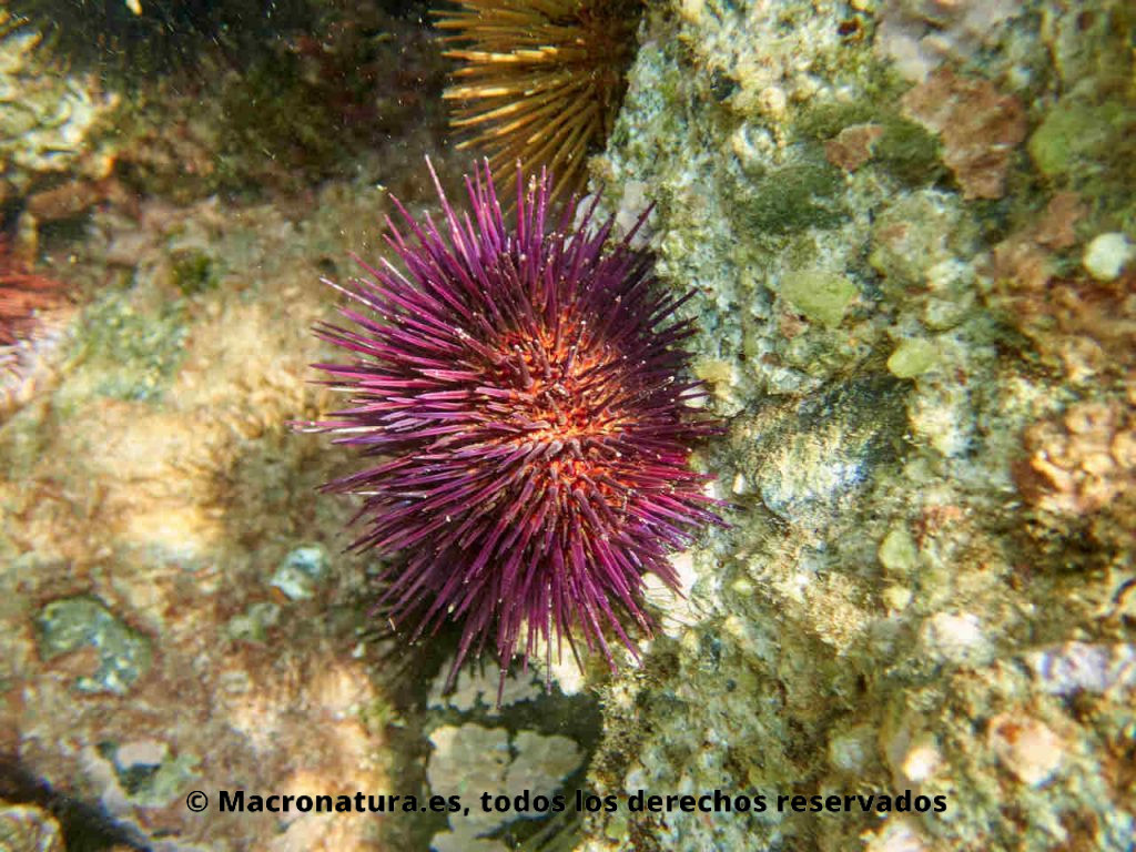 Erizo de mar púrpura Paracentrotus lividus sobre una roca