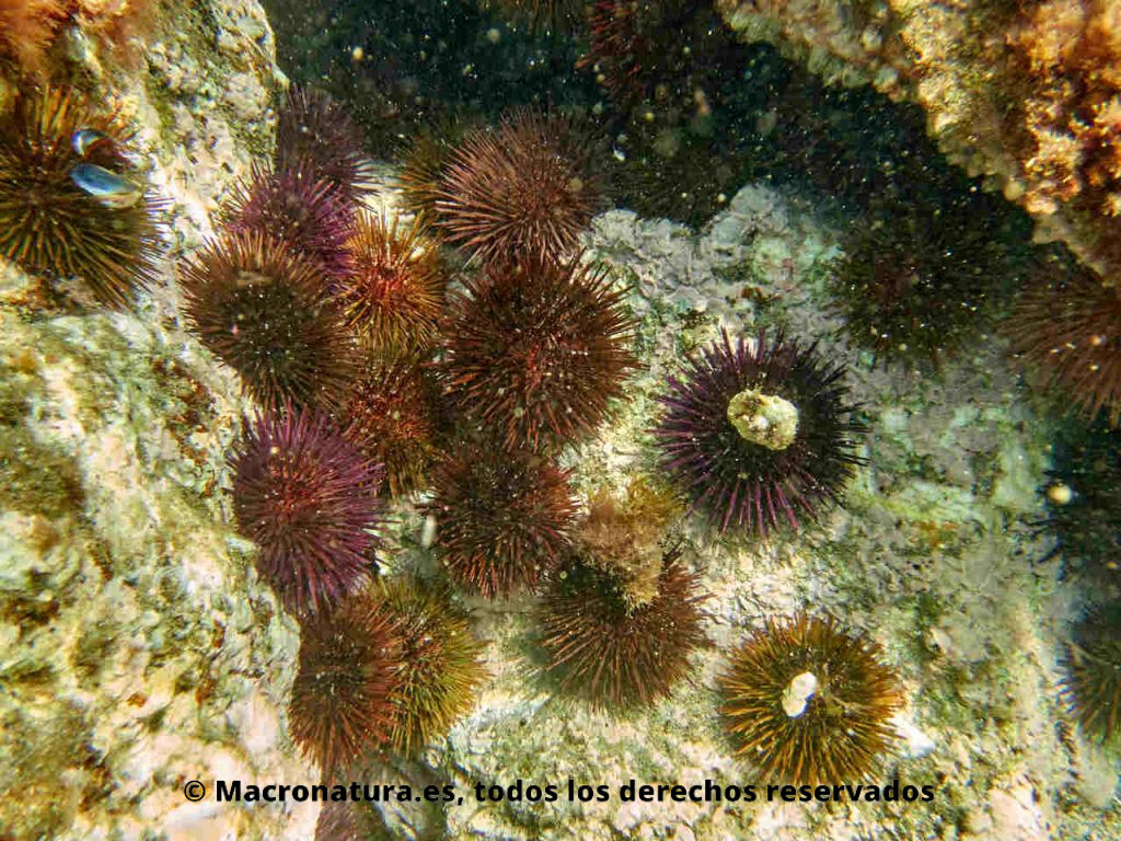 Especie gregaria. Erizo de mar púrpura Paracentrotus lividus