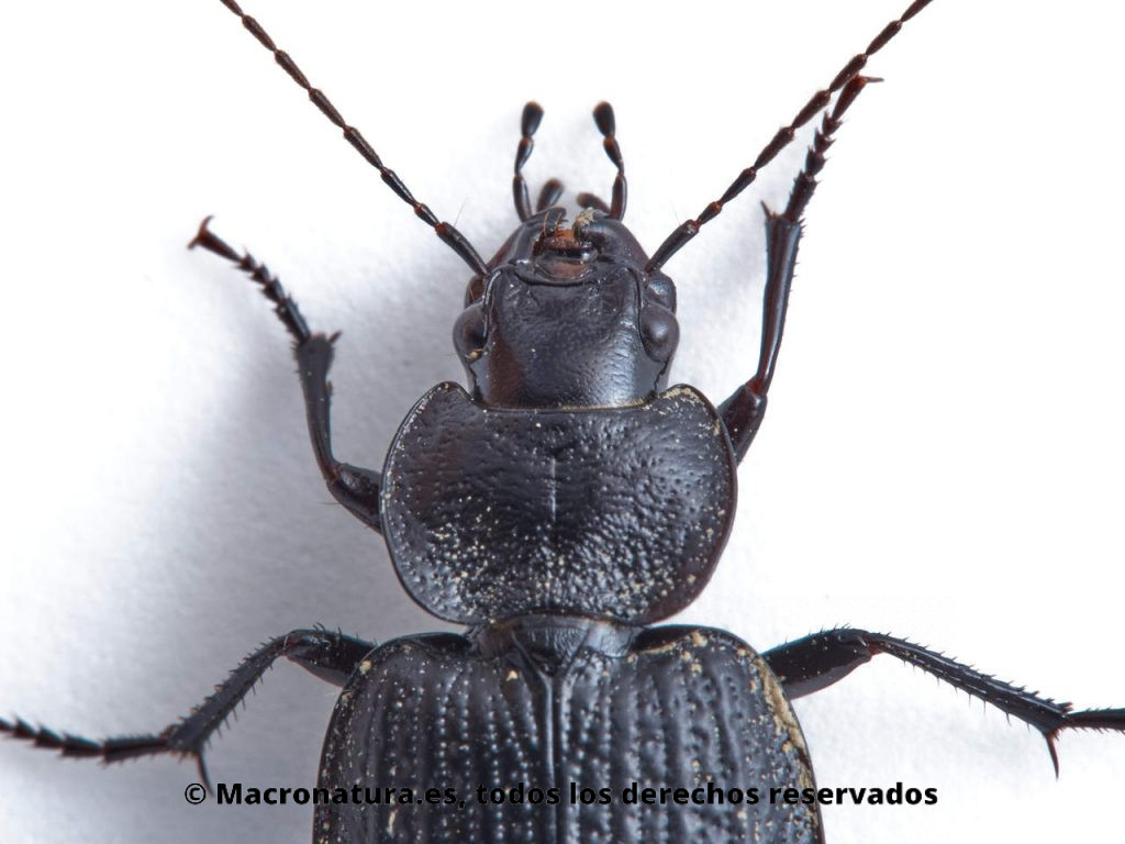 Escarabajos del género Licinus. Primer plano mandíbula y pronoto dos.