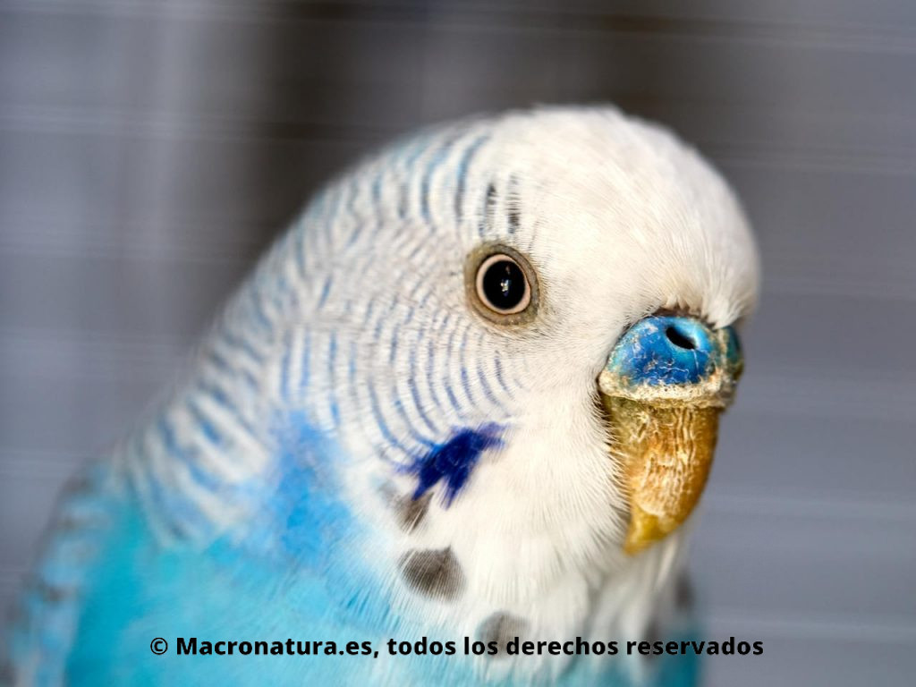 Periquitos australianos Melopsittacus undulatus. Color Azul.