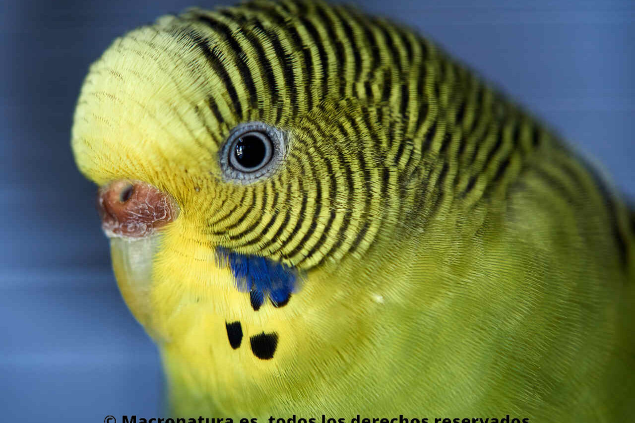 Periquitos australianos Melopsittacus undulatus. Color amarillo.