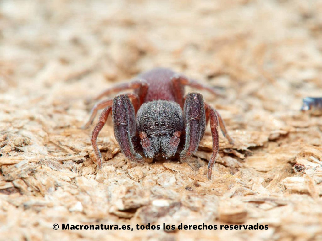 Araña Palpimanus gibbulus. Vista frontal. Detalle de ojos.