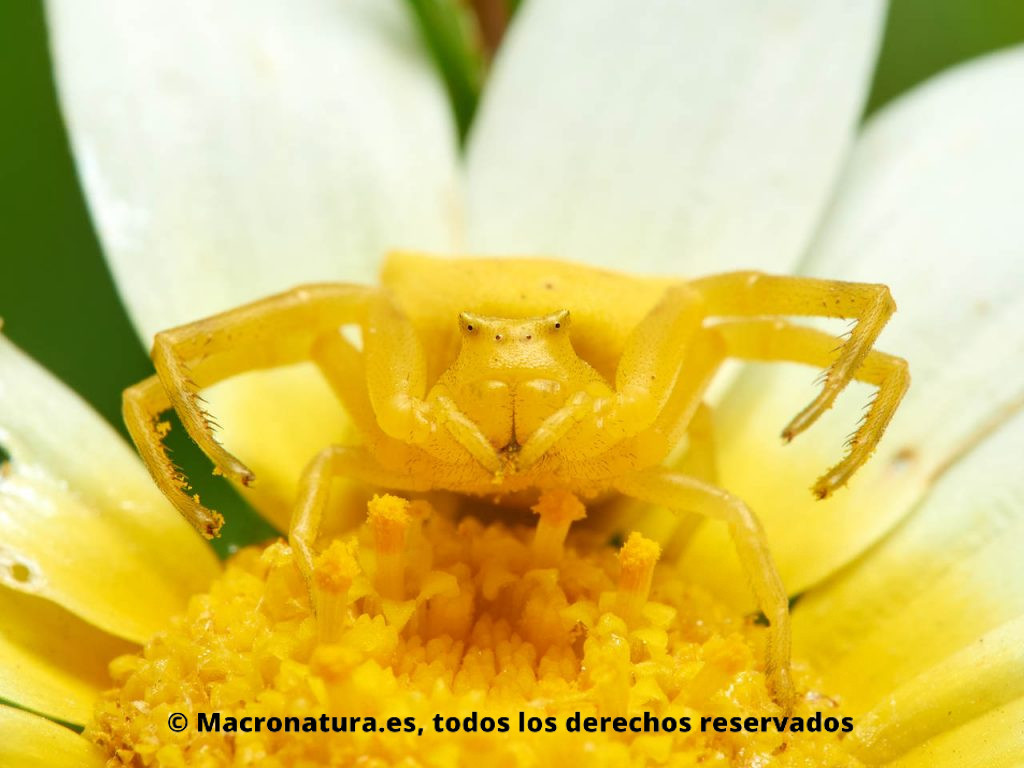 Araña cangrejo Thomisus onustus sobre una margarita. Vista frontal.