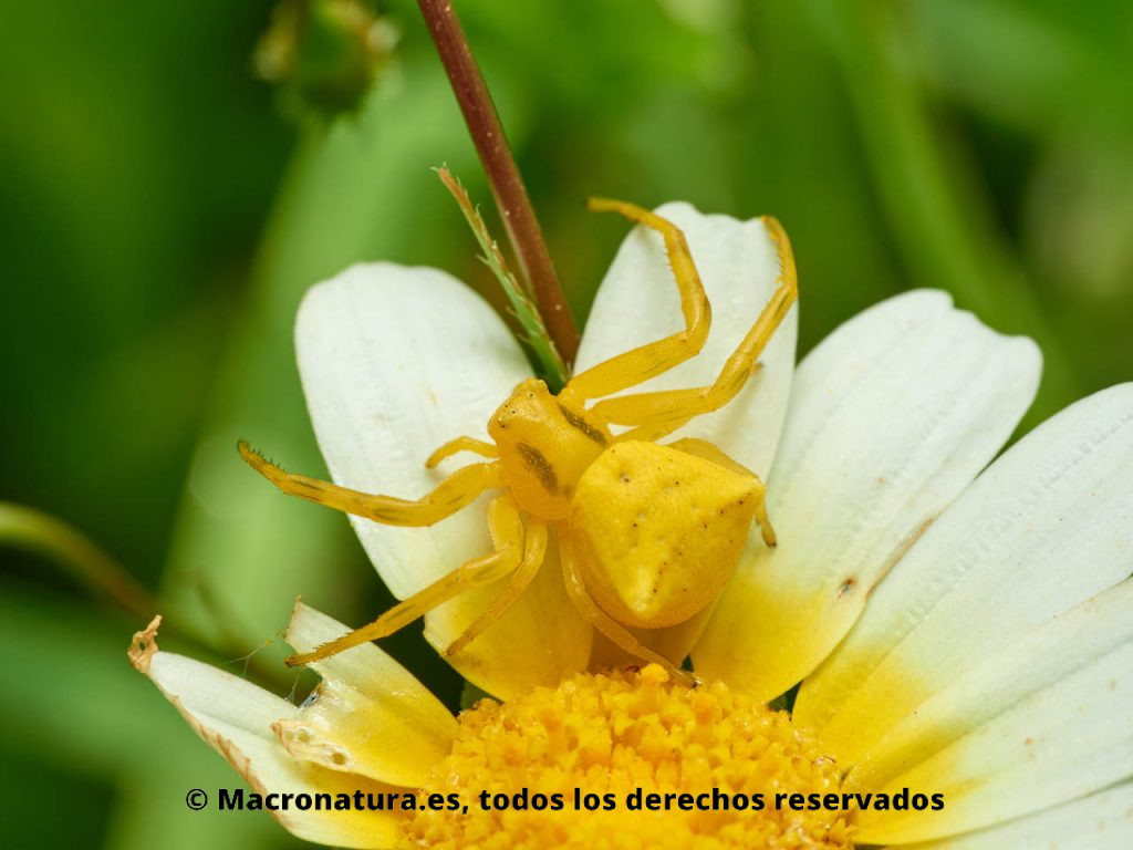 Araña cangrejo Thomisus onustus sobre una margarita. Vista lateral.