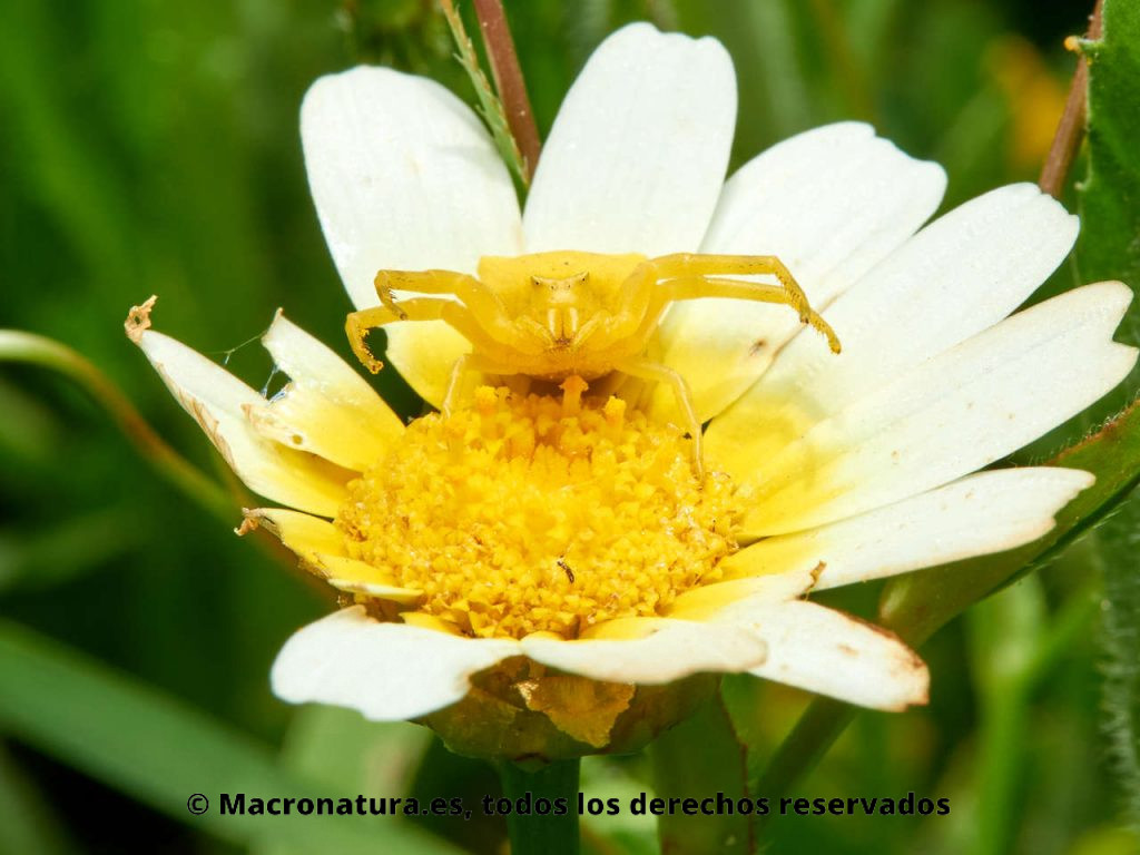 Araña cangrejo Thomisus onustus sobre una margarita. A la espera de una presa.