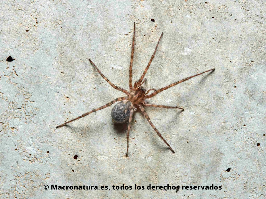 Araña del género Tegenaria en una pared de hormigón.
