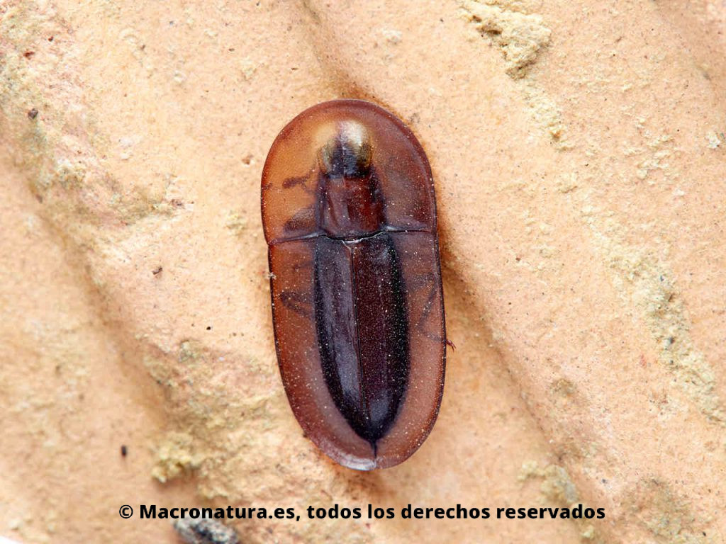 Escarabajos semilla Género Cossyphus. Vista dorsal.