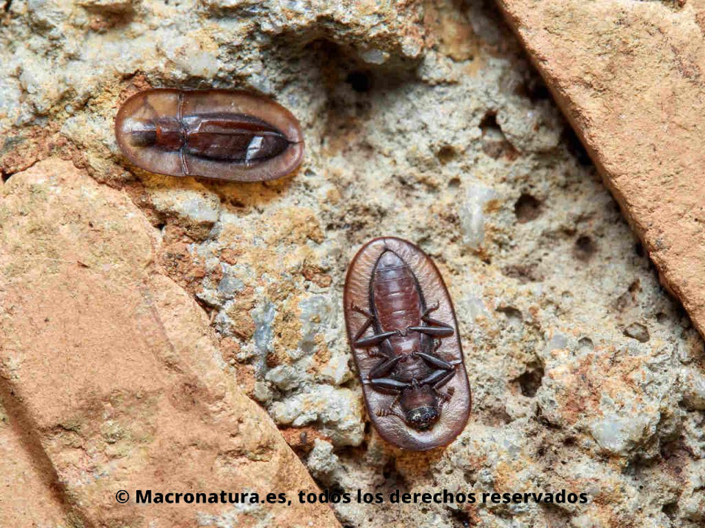 Escarabajos semilla Género Cossyphus. Bajo unas piedras.