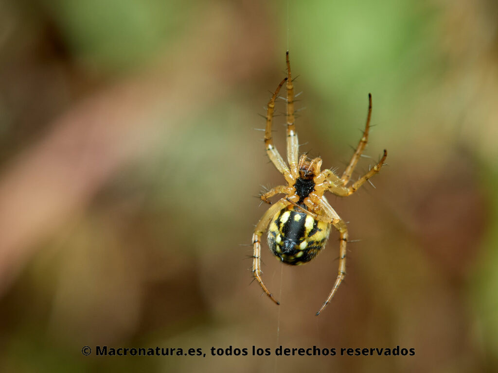 Araña Mangora acalypha sobre su red. Vista ventral subiendo un hilo.