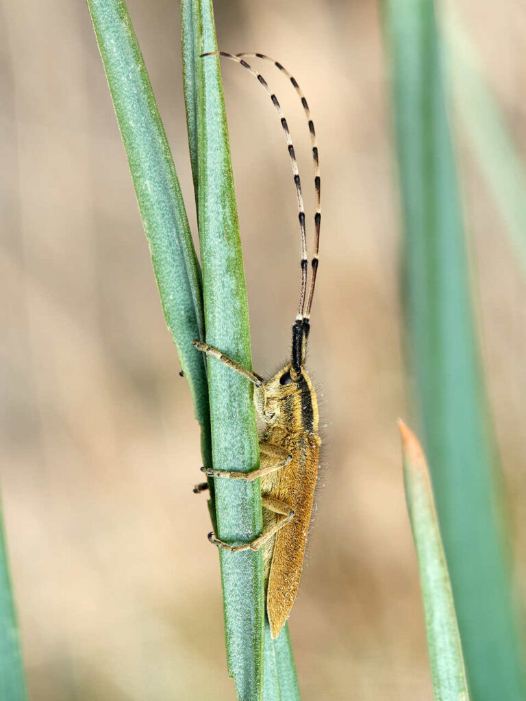 Escarabajo longicornio Agapanthia asphodeli sobre un tallo de Asphodelus. Vista lateral.