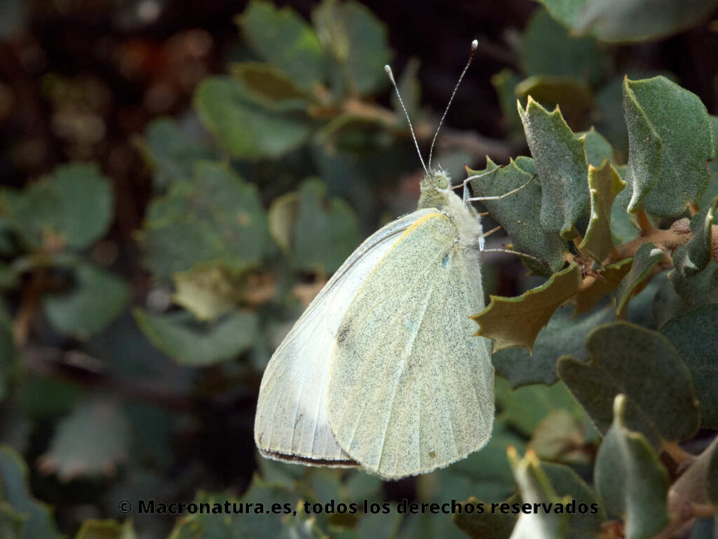 Mariposa blanca de la col Pieris brassicae posada
