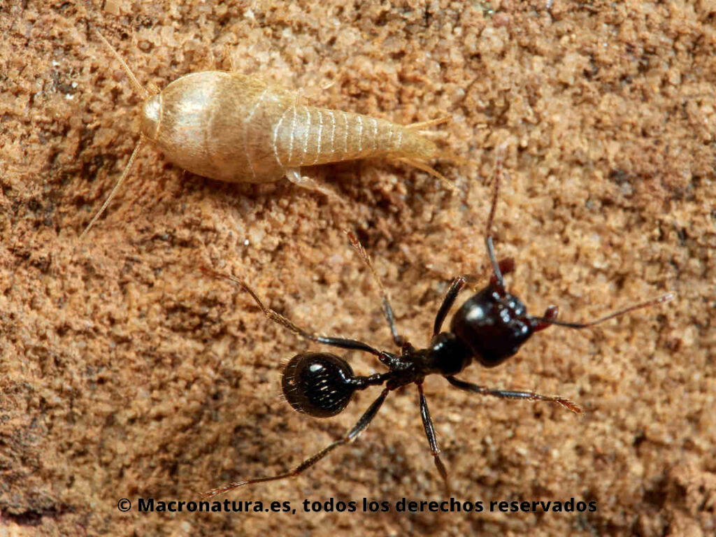 Pececillo dorado género Neoasterolepisma sobre una roca junto a una hormiga