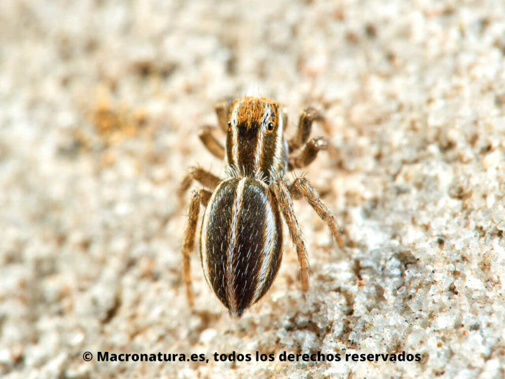 Araña saltarina género Phlegra. Vista abdomen con líneas blancas y negras. Detalle de ojos.
