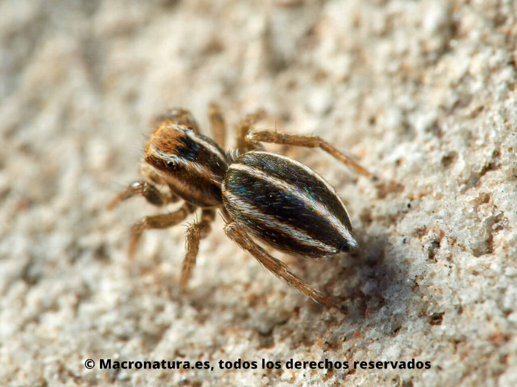 Araña saltarina género Phlegra. Vista abdomen con líneas blancas y negras.